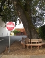 Sittin Under a Big Oak Tree